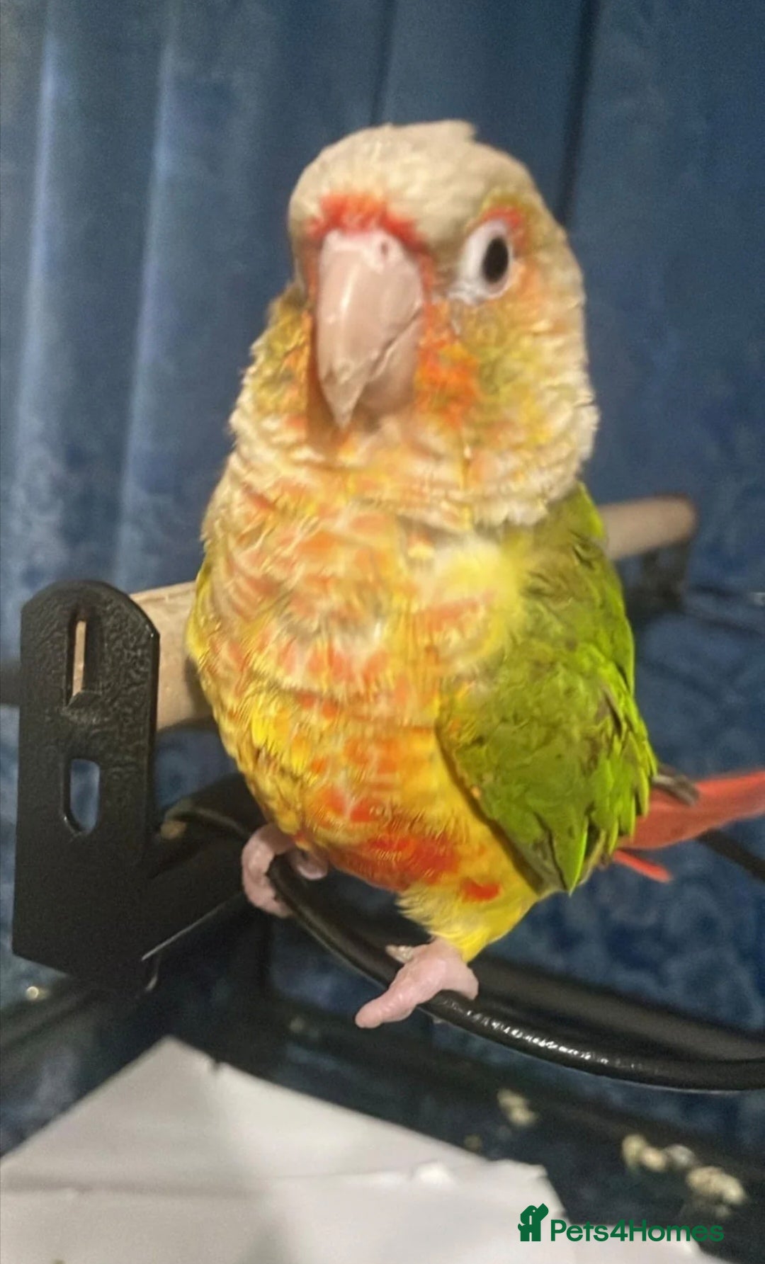 Finches birds Silly tame pineapple conure - Advert 7