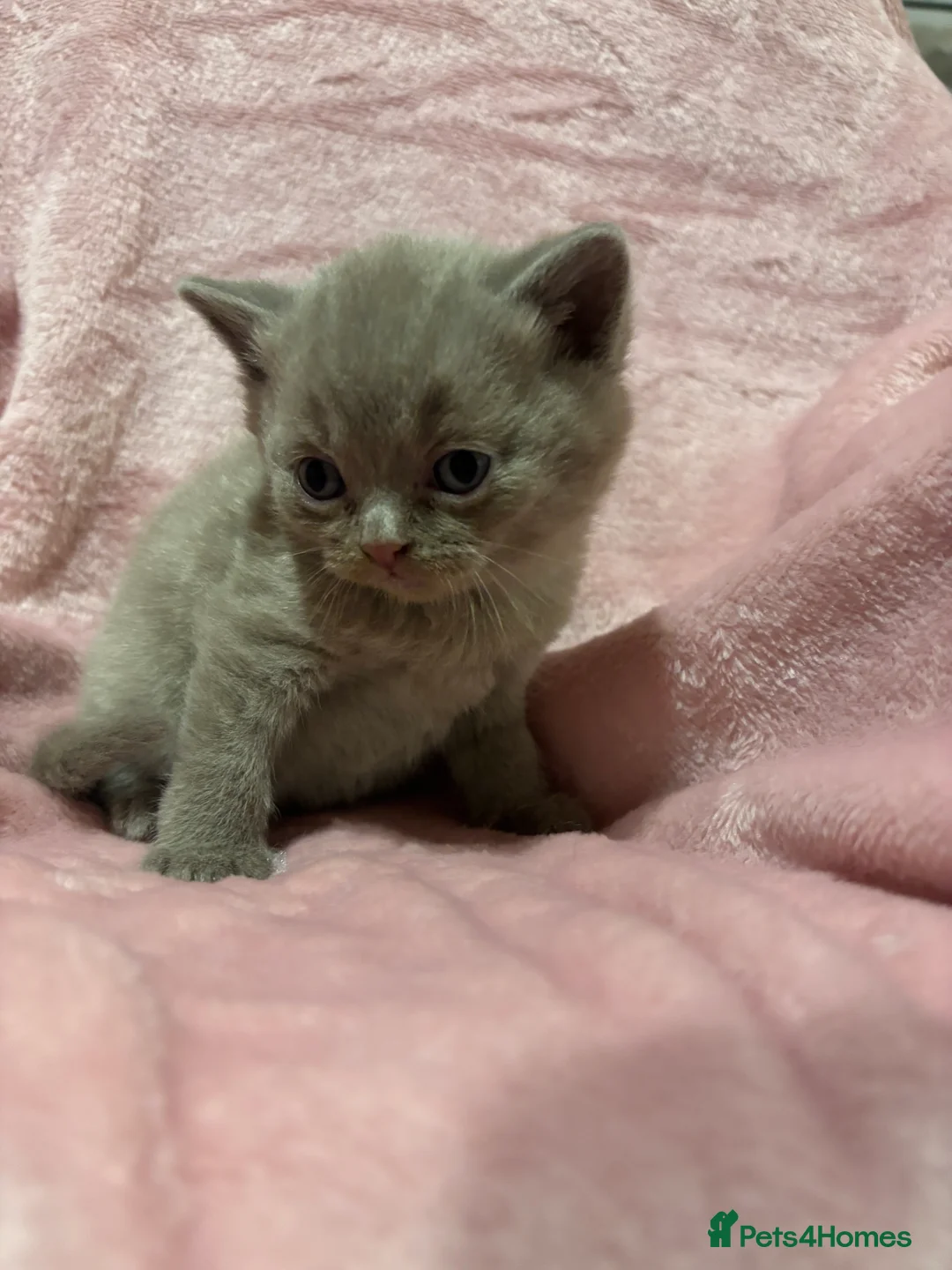 British Shorthair cats for sale: British shorthair/scottish fold - Advert 6