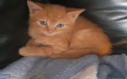 Mixed Breed cats for sale: Kittens  - Image 4