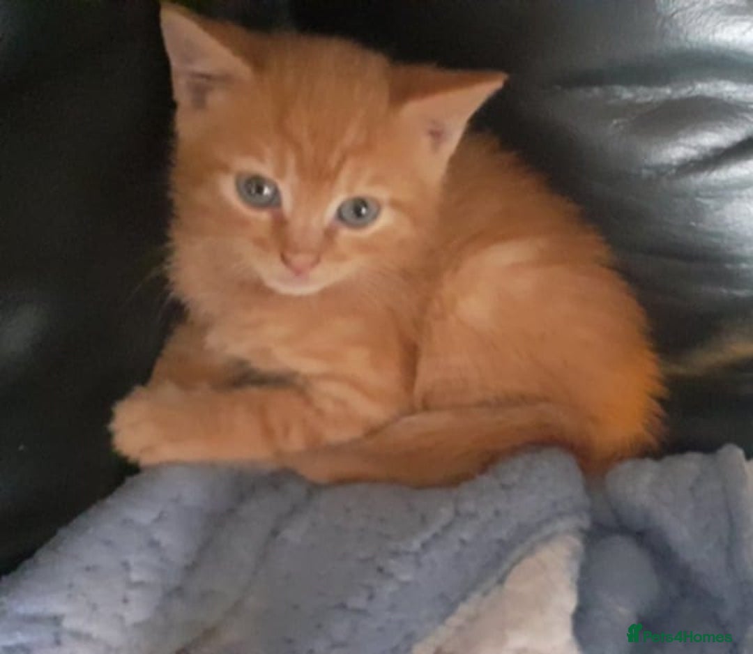 Mixed Breed cats for sale: Kittens  - Image 4