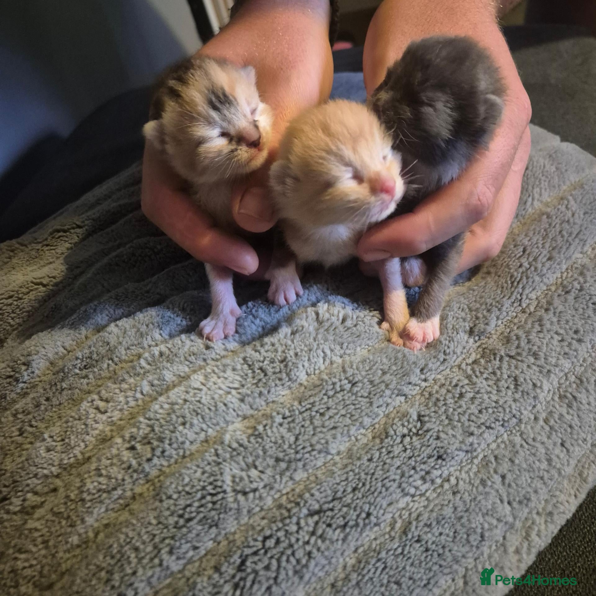 Bengal cats for sale: Kittens  - Advert 1