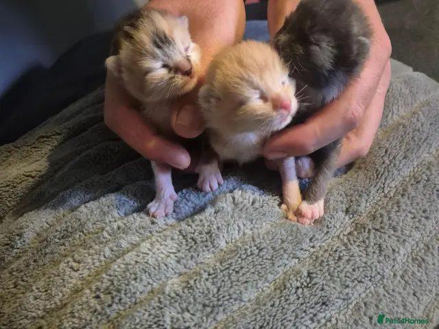 Bengal cats for sale: Kittens - Advert 16