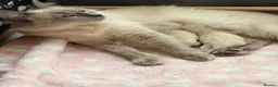 Ragdoll cats for sale: 🐾 Purebred Ragdoll Kittens – Available to Reserve - Advert 3