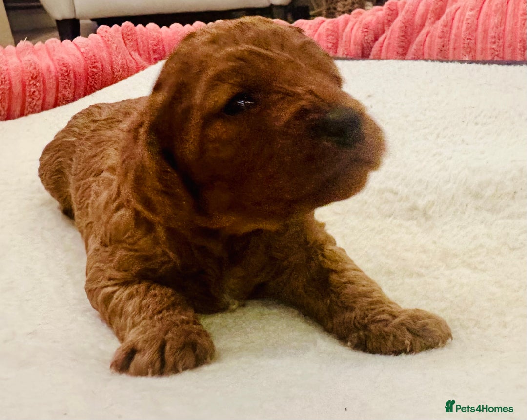 Cavapoo dogs for sale: Toy Cavapoo Puppies  - Advert 5