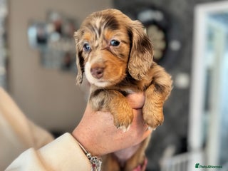 Dachshund dogs - Advert 2