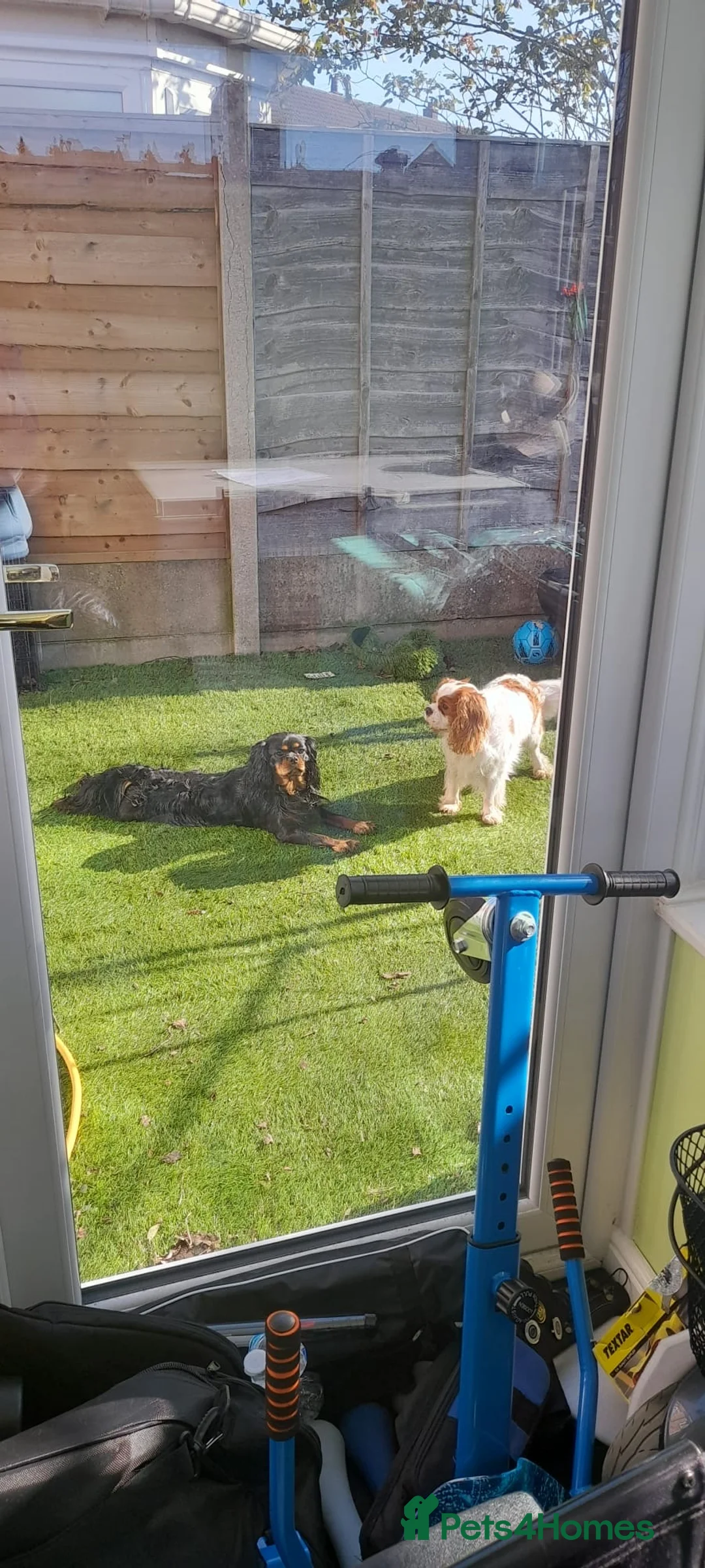 Cavalier King Charles Spaniel dogs for stud: Fully health tested Black and Tan stud.  in Wrexham - Advert 7