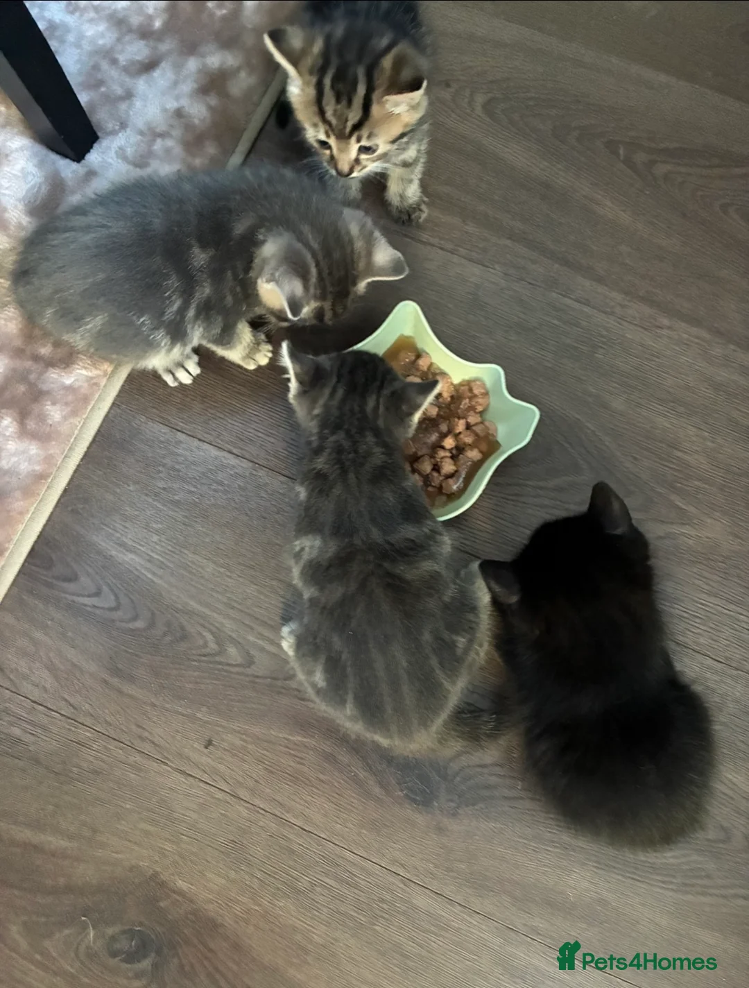 Mixed Breed cats for sale: 4 Beautiful Kittens in Bishop Auckland - Advert 10