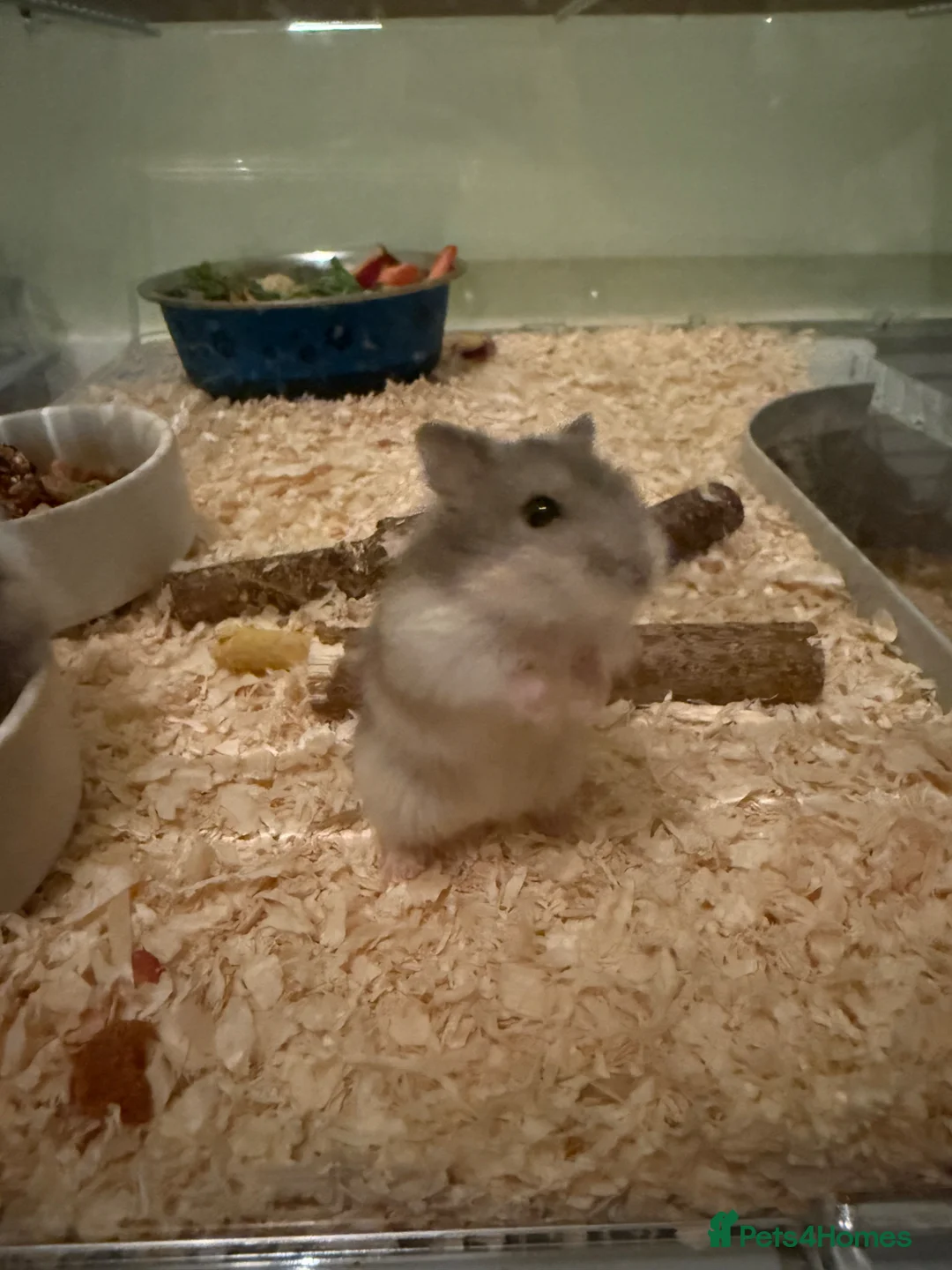 Hamster rodents for sale: Russian Dwarf Hamsters for sale Wallasey £12 each in Wallasey - Advert 2