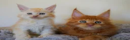 Maine Coon cats for sale: SHOW QUALITY GCCF MAINE COON KITTENS - Advert 1