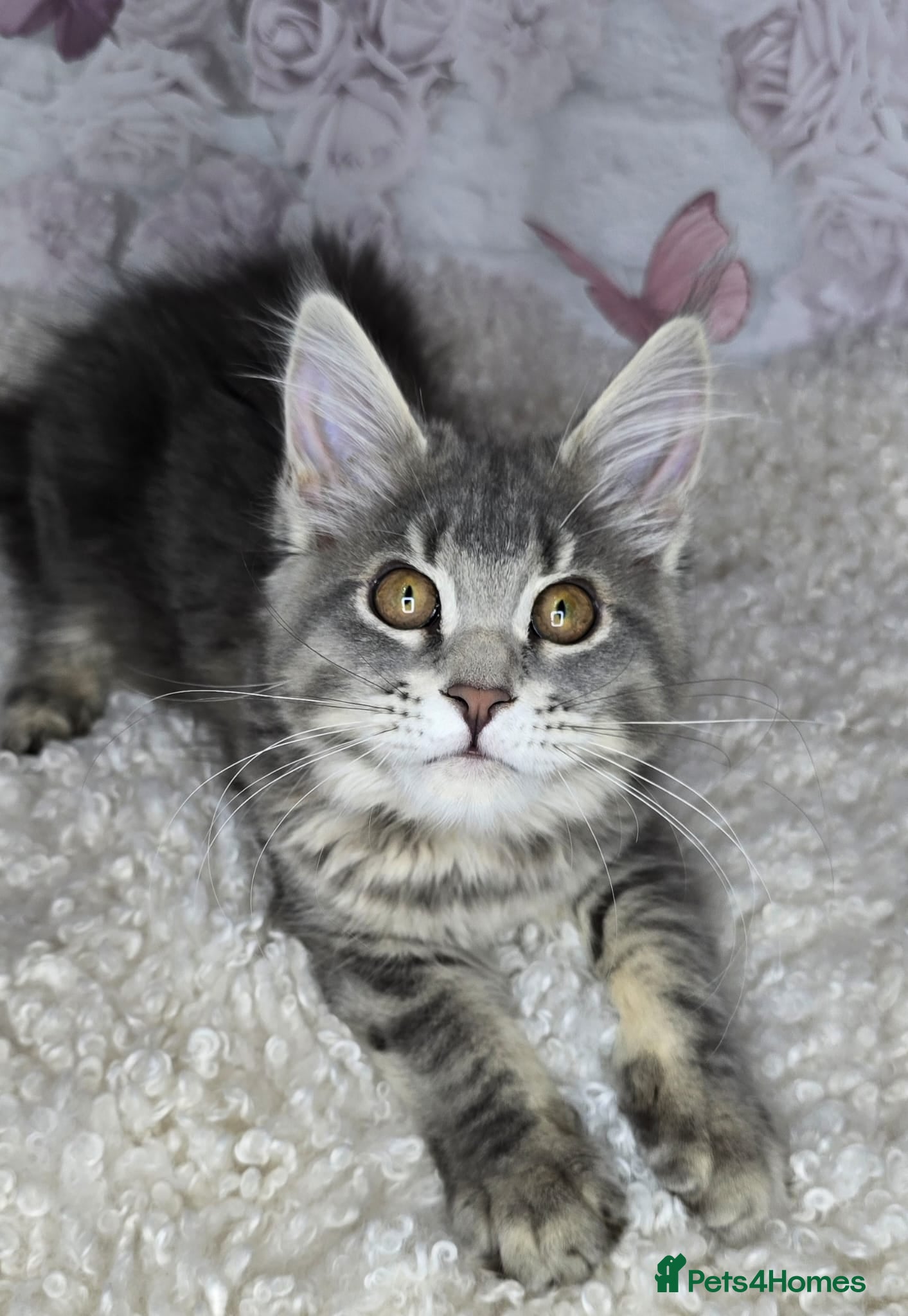 Maine Coon cats TICA MAINE COON CUBS - Advert 8