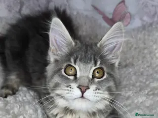 Maine Coon cats TICA MAINE COON CUBS - Advert 8