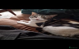 Ragdoll cats for sale: Ragdoll Cross Boy - Image 4