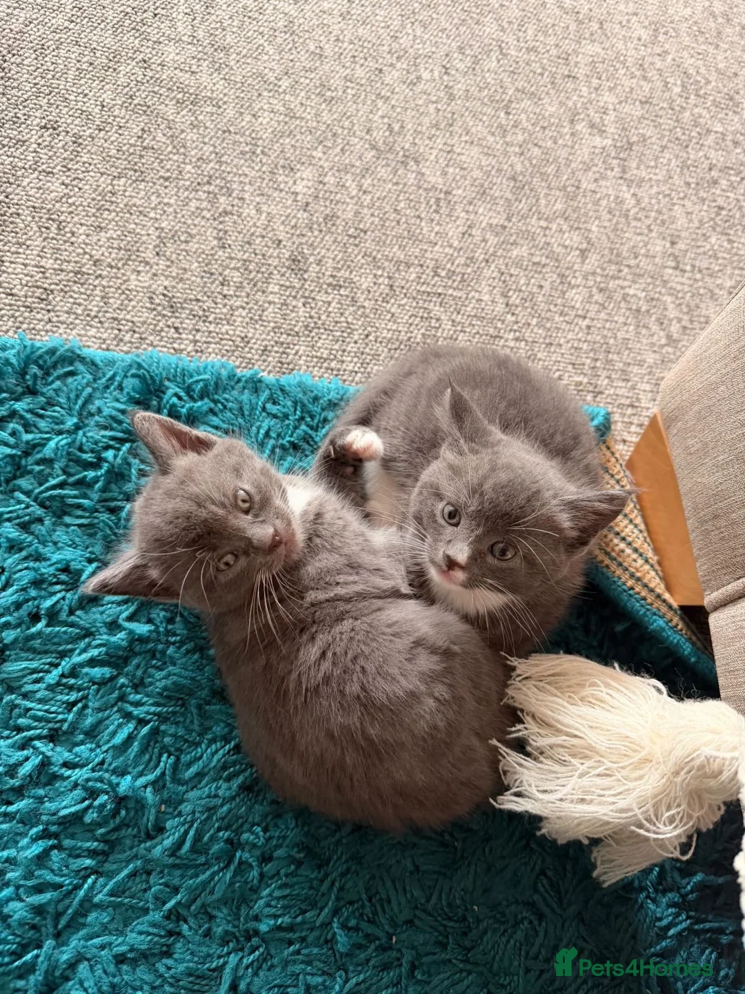 Mixed Breed cats for sale: Beautiful Kittens Looking for Loving Homes in ELY - Advert 18