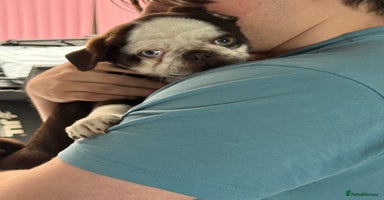 Pug dogs in Bury - Advert 3