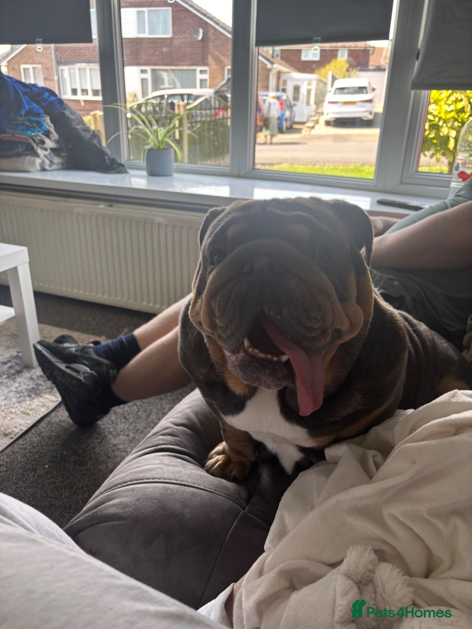 English Bulldog dogs Ready to leave ENGLISH BULLDOG PUPPIES  - Advert 2