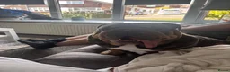 English Bulldog dogs for sale: Ready to leave ENGLISH BULLDOG PUPPIES  in Castleford - Advert 2
