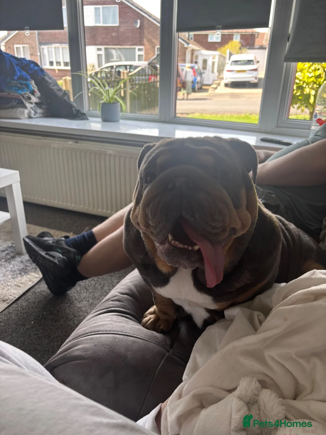 English Bulldog dogs for sale: Ready to leave ENGLISH BULLDOG PUPPIES  in Castleford - Advert 2