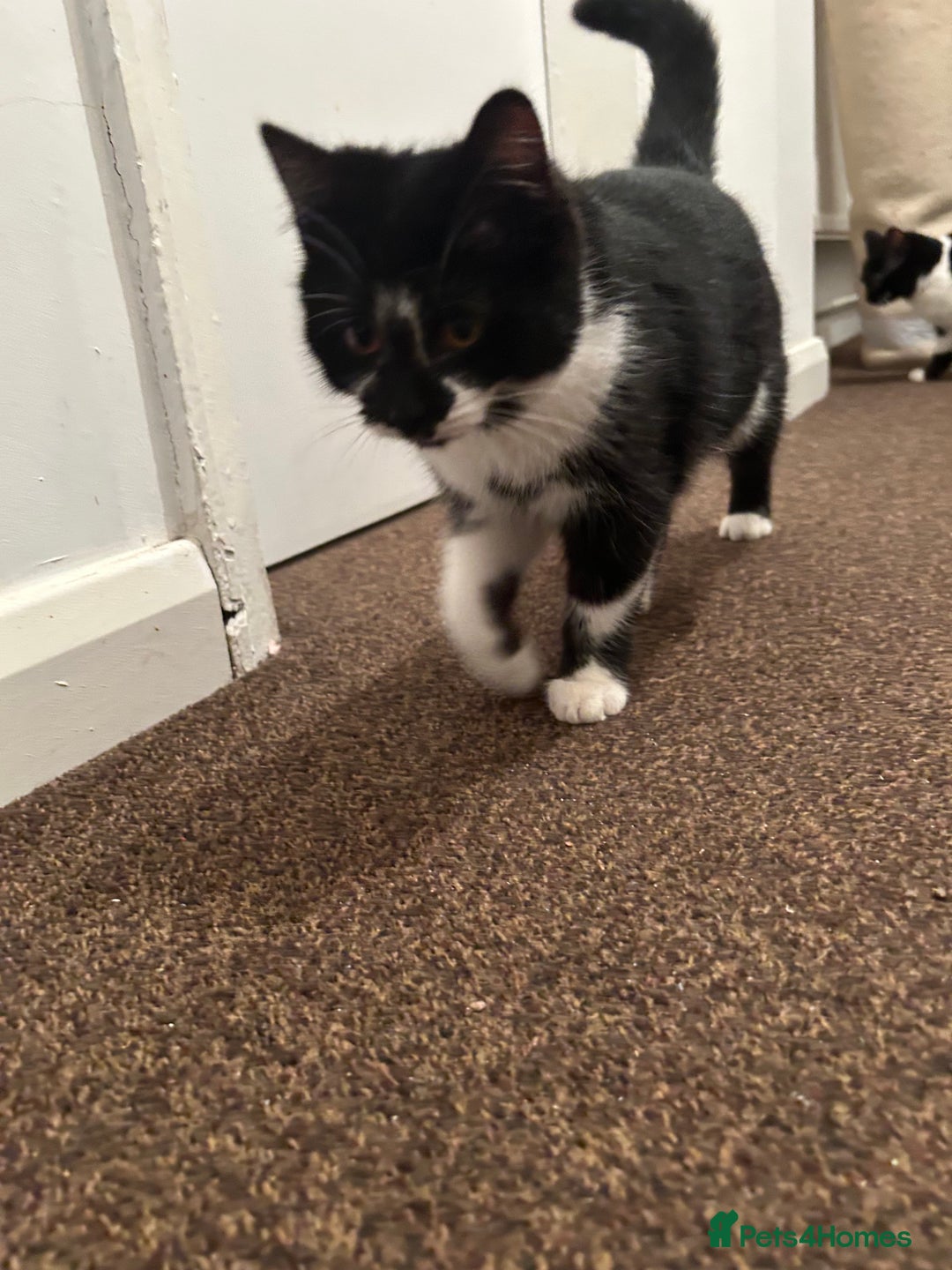 Domestic Shorthair cats for sale: 3 Kittens for sale, 1 boy and 2 girls - Advert 3