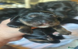 Cocker Spaniel dogs for sale: Cocker spaniel puppies - Image 10