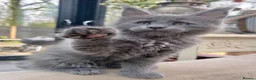 Maine Coon cats for sale: Rare Blue Smoke Maine Coon Kittens – Exceptional  - Advert 4