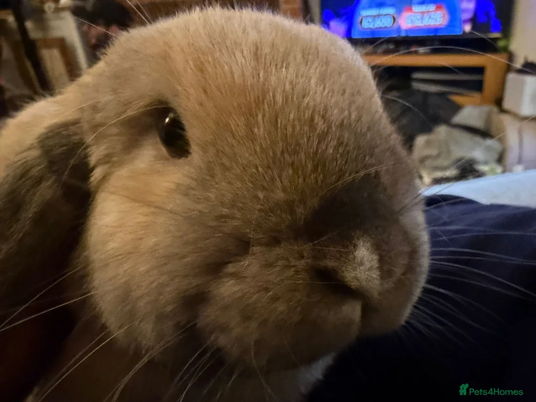 Cashmere Lop rabbits for sale: URGENTLY looking for a new home.  - Advert 2