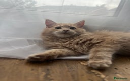 Maine Coon cats for sale: Last 2 boys left   - Image 21