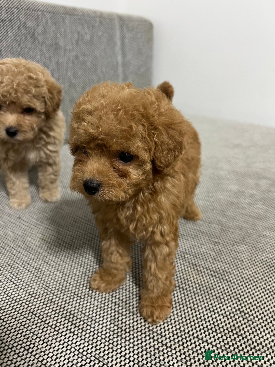 Maltipoo dogs for sale: ✨ Maltipoo F1B females – Ready 1st December ✨ - Advert 3