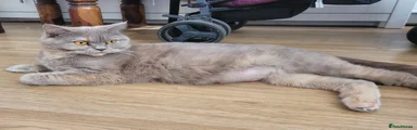 British Shorthair Kitten 5