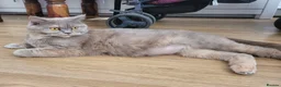 British Shorthair cats for sale: Blue british shorthair kittens in Southsea - Advert 10