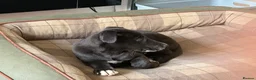 Mixed Breed dogs for sale: 12 week old female whippet x greyhound  - Advert 2