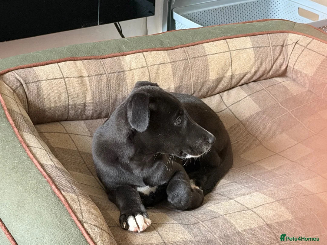 Mixed Breed dogs for sale: 12 week old female whippet x greyhound  - Advert 2