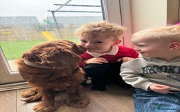 Cavalier King Charles Spaniel dogs for sale: Loving dog needs loving home - Image 2