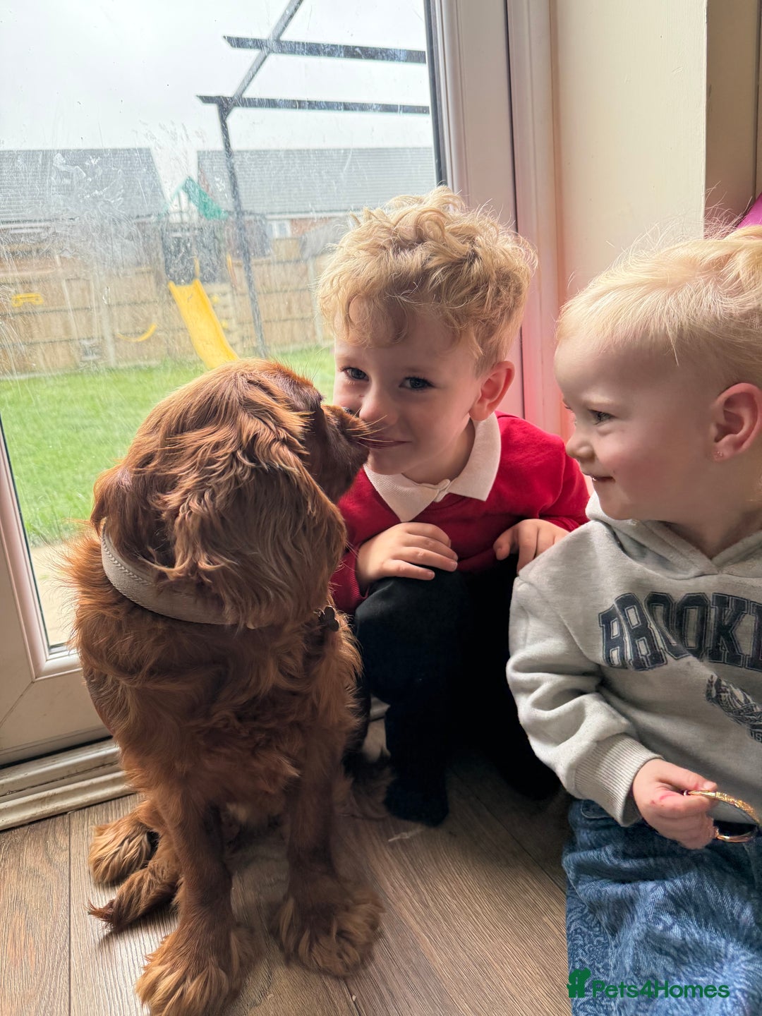 Cavalier King Charles Spaniel dogs for sale: Loving dog needs loving home - Image 2