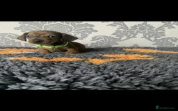 Miniature Dachshund dogs for sale: Kc miniature dachshund  - Image 6