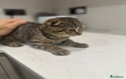 British Shorthair cats for sale: 🐾 Scottish Fold Kittens for Sale 🐾  - Image 6