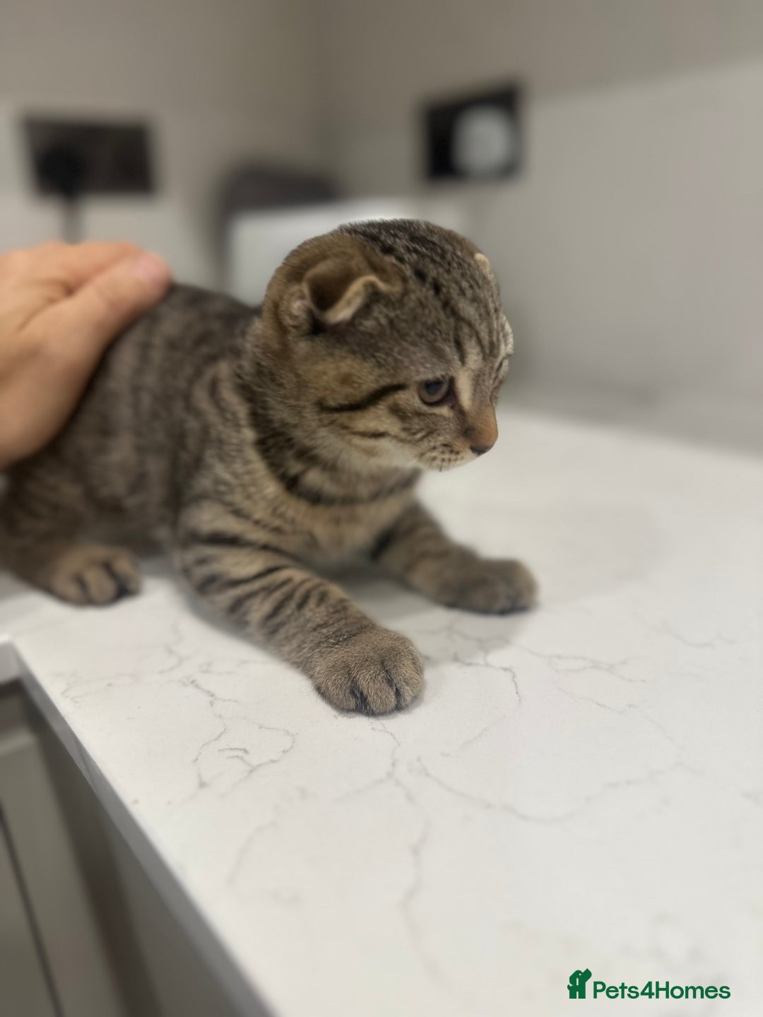 British Shorthair cats for sale: 🐾 Scottish Fold Kittens for Sale 🐾  - Image 6