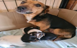 Jack Russell dogs for sale: Jack Russell Terriers  - Image 3