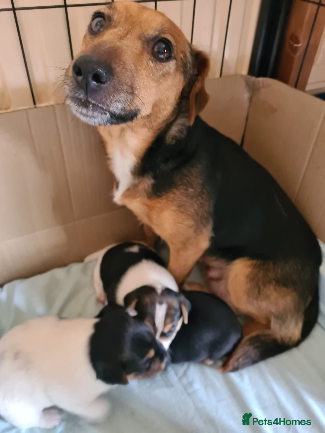 Jack Russell dogs for sale: Jack Russell Terriers  - Image 3