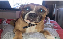 Mixed Breed dogs for sale: Cane corso x Staffordshire bull terrier  - Image 16