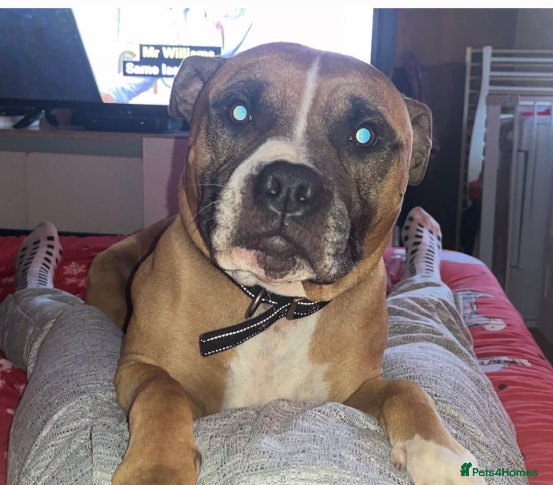 Mixed Breed dogs for sale: Cane corso x Staffordshire bull terrier  - Image 16