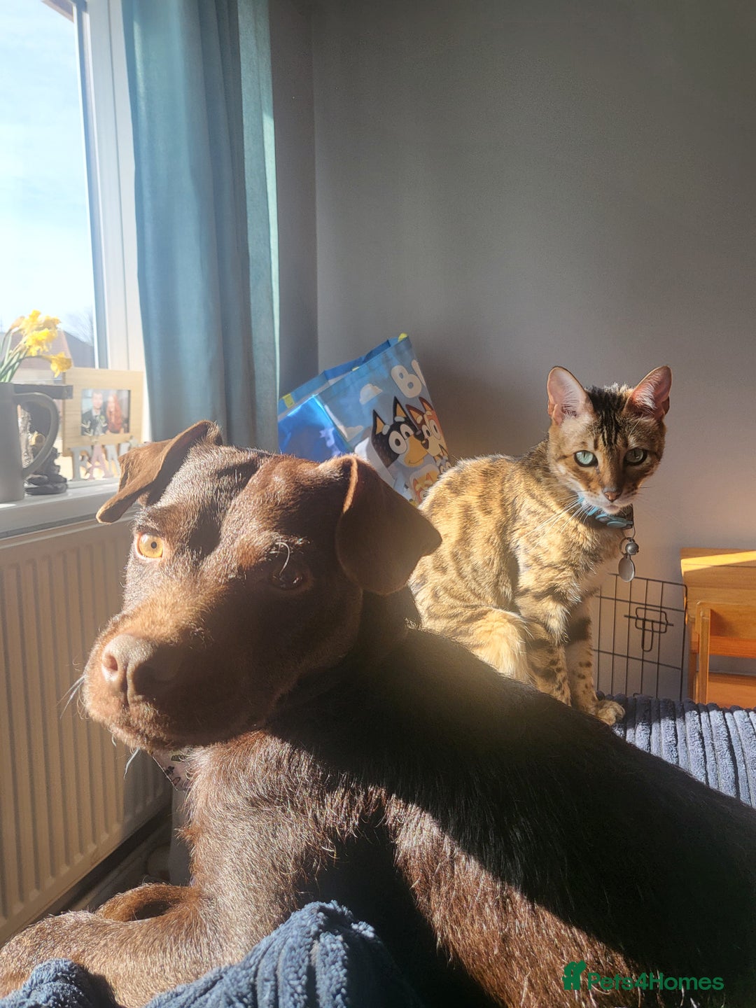 Patterdale Terrier dogs for sale: Mojo- Chocolate Patterdale  - Advert 2