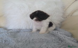 Toy Poodle dogs for sale: READY NOW 2  BROWN & WHITE Rare Toy Parti Poodles - Image 6