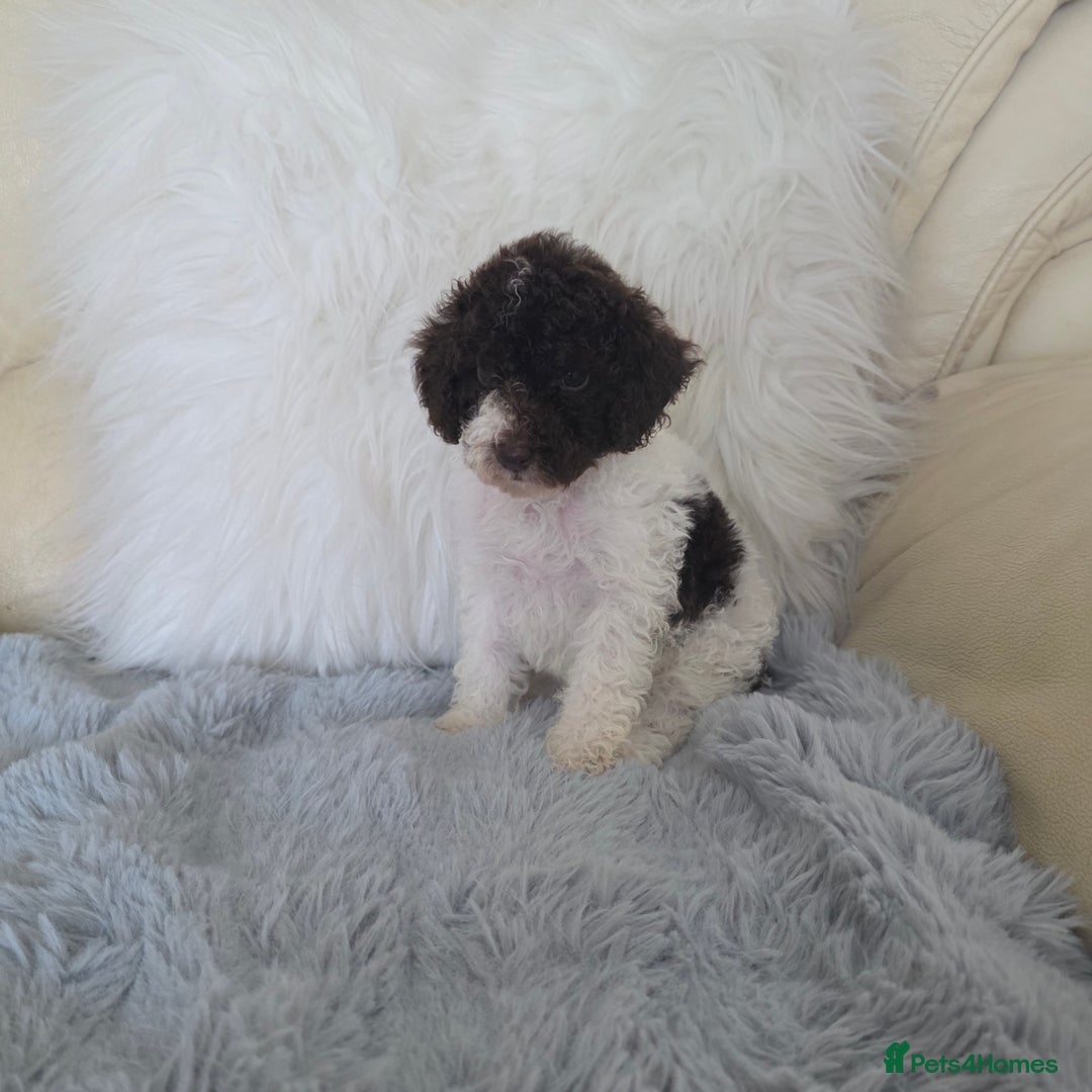 Toy Poodle dogs for sale: READY NOW 2  BROWN & WHITE Rare Toy Parti Poodles - Image 6