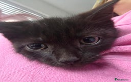 Mixed Breed cats for sale: 5 mixed breed kittens - Image 5
