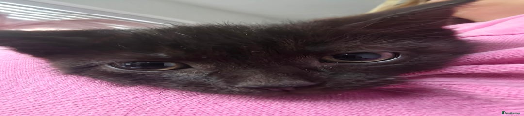 Mixed Breed Kitten 5