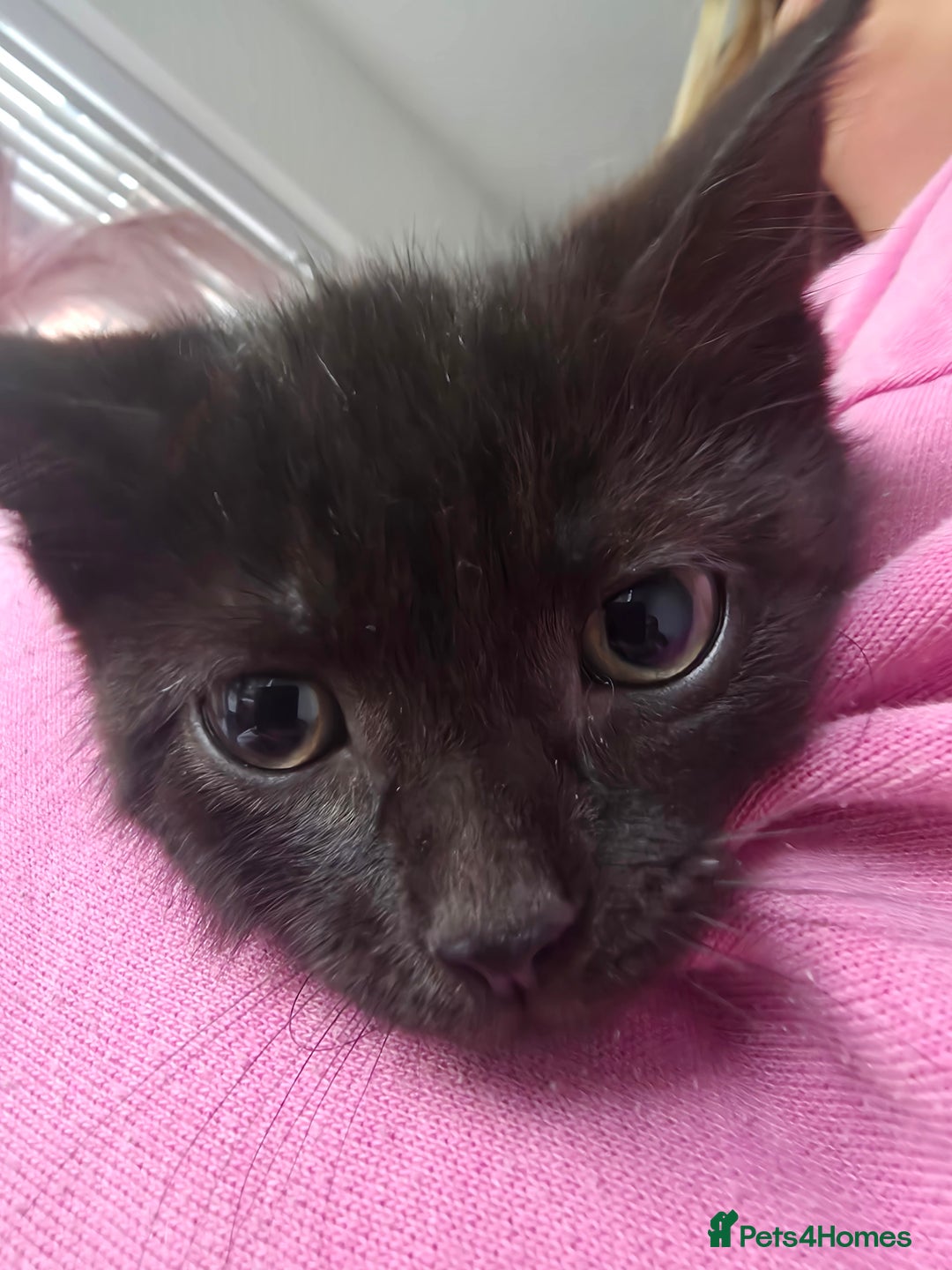 Mixed Breed cats for sale: 5 mixed breed kittens - Image 5