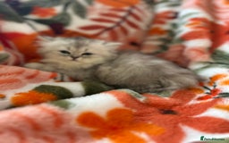 Scottish Fold cats for sale: Now Taking Reservations Scottish Straight  - Image 18