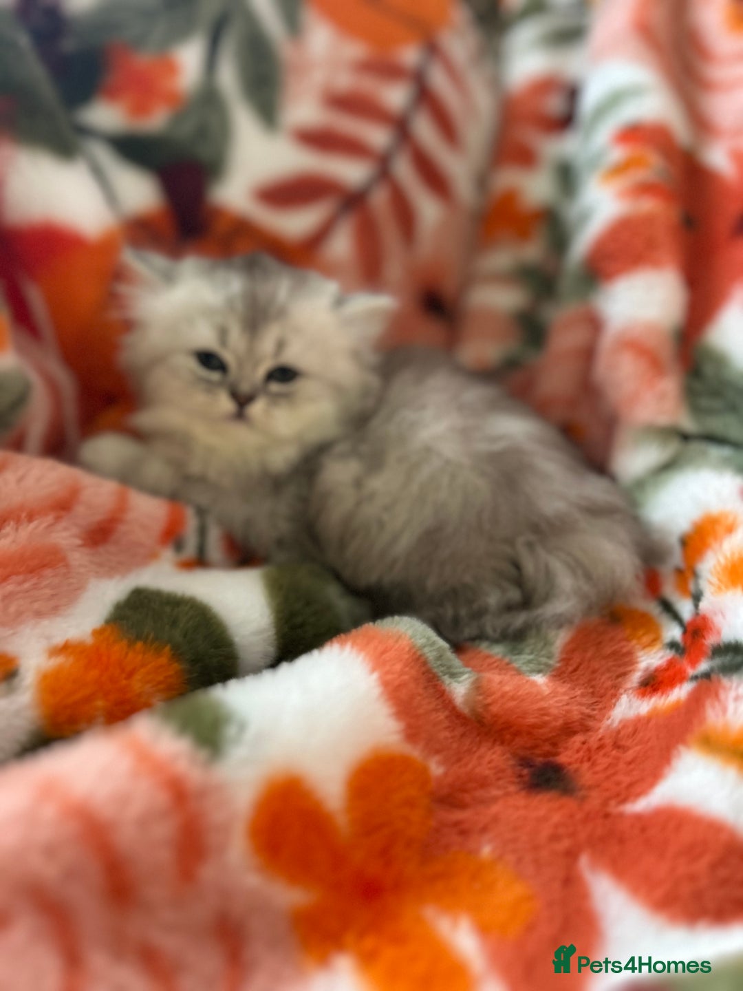 Scottish Fold cats for sale: Now Taking Reservations Scottish Straight  - Image 18