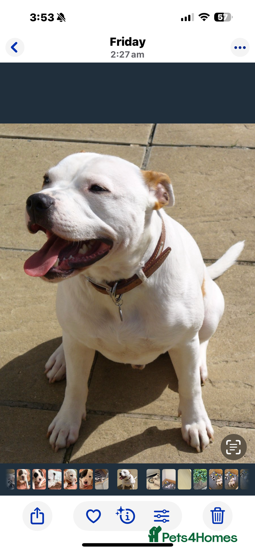 Staffordshire Bull Terrier dogs for sale: Staffordshire bull terrier puppies for sale Sale - Advert 2