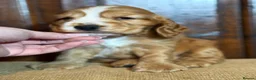 Cocker Spaniel dogs for sale: Sykehead cocker spaniel KC comprehensive health - Advert 28